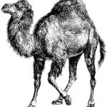 perl